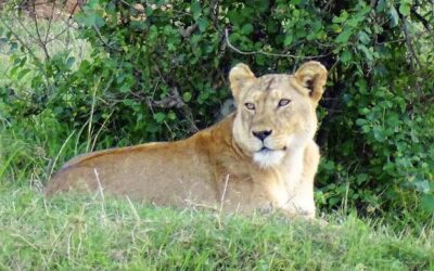 Afrikas Tierwelt